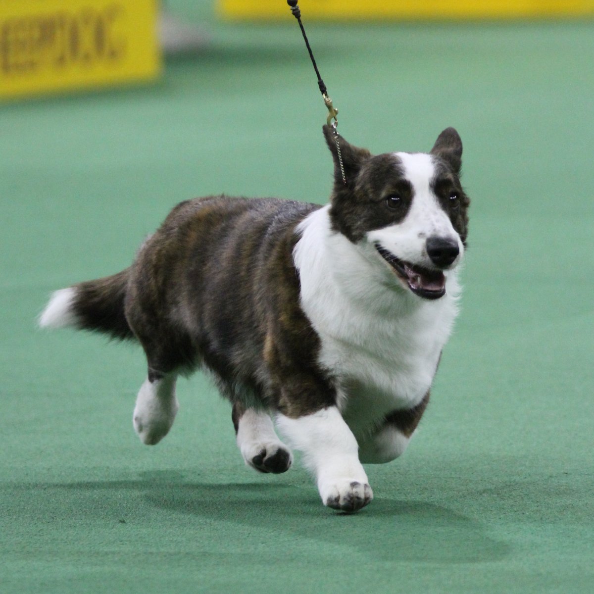 Westminster Kennel Club tweet media
