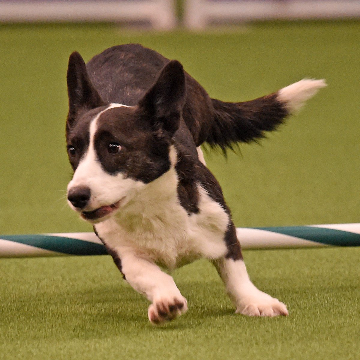Westminster Kennel Club tweet media