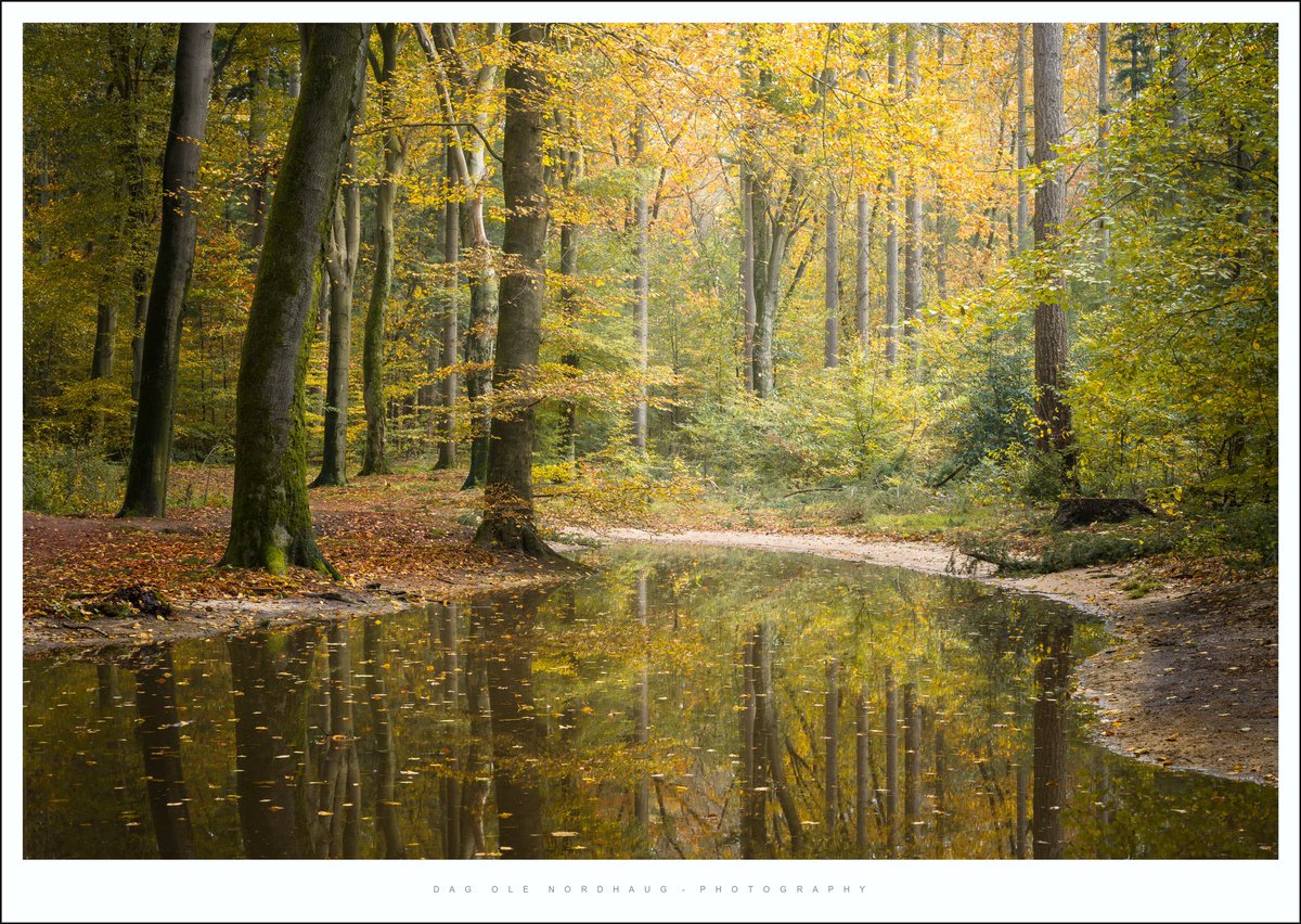 Deep forest reflections. Netherlands, Nov 2023.