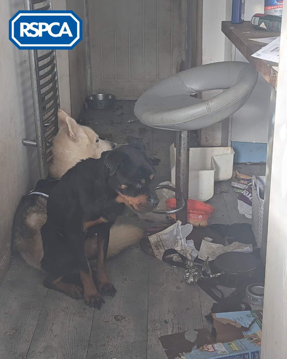 LancRuralPolice's tweet photo. Court result: South RTF assisted the RSPCA in Preston, in obtaining and executing a warrant in relation to this horrific animal welfare case. Thankfully both dogs have been rehomed, and are doing well. We continue to work closely with the RSPCA to tackle animal cruelty #SOUTHRTF https://t.co/JFJk5VNi73