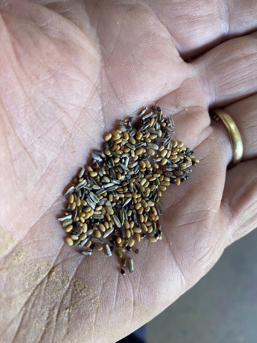 NeilBallard7's tweet photo. Color sorter doing its job here https://t.co/WxcdA5dtbt