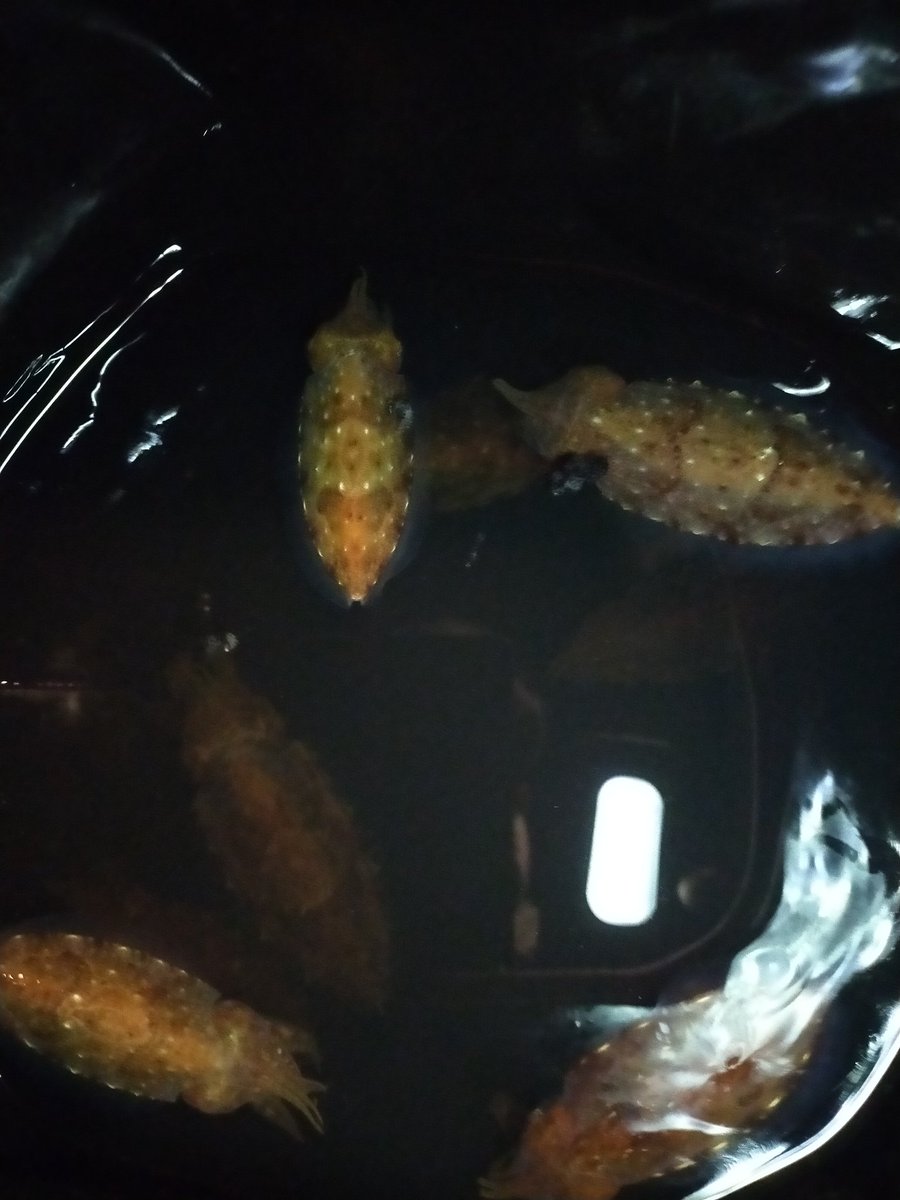 100200300ko's tweet photo. みんなでワイワイしながらイカ釣り👍回遊ちょいちょい回ってきて４人で35杯以上 https://t.co/7xNqh1xquN