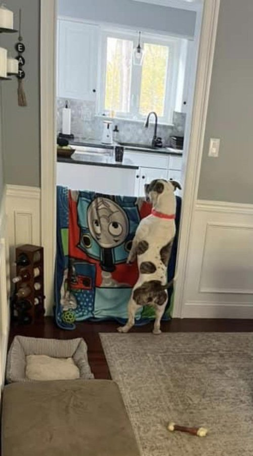 Keith Olbermann's Dogs tweet media