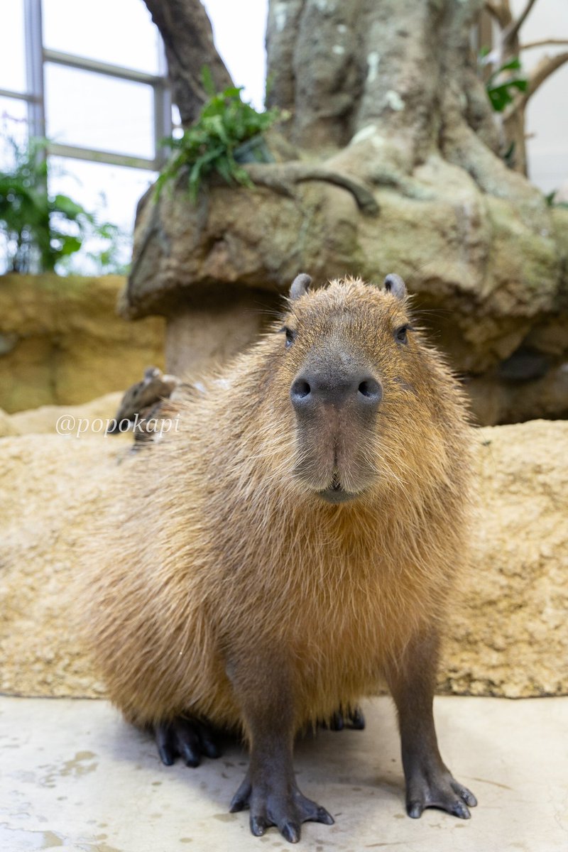 つよそう
#カピバラ #福井県 #足羽山公園遊園地 #ハピジャン