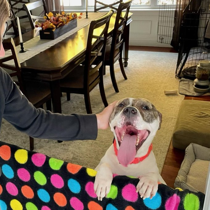 Keith Olbermann's Dogs tweet media