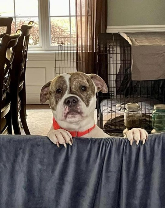 Keith Olbermann's Dogs tweet media