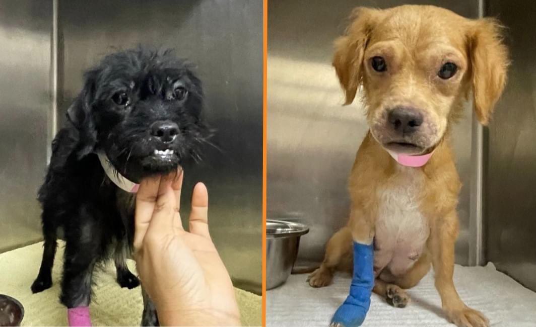 soidogusa's tweet photo. In the spirit of giving thanks, we want to extend a HUGE amount of gratitude to all of our @SoiDogPhuket supporters❤️🐾. 

Sweet innocent doggies like Priapus and Daedalus wouldn’t be here without you🐕🐕. https://t.co/FuAIAdVzmU https://t.co/KUxCQBK31D