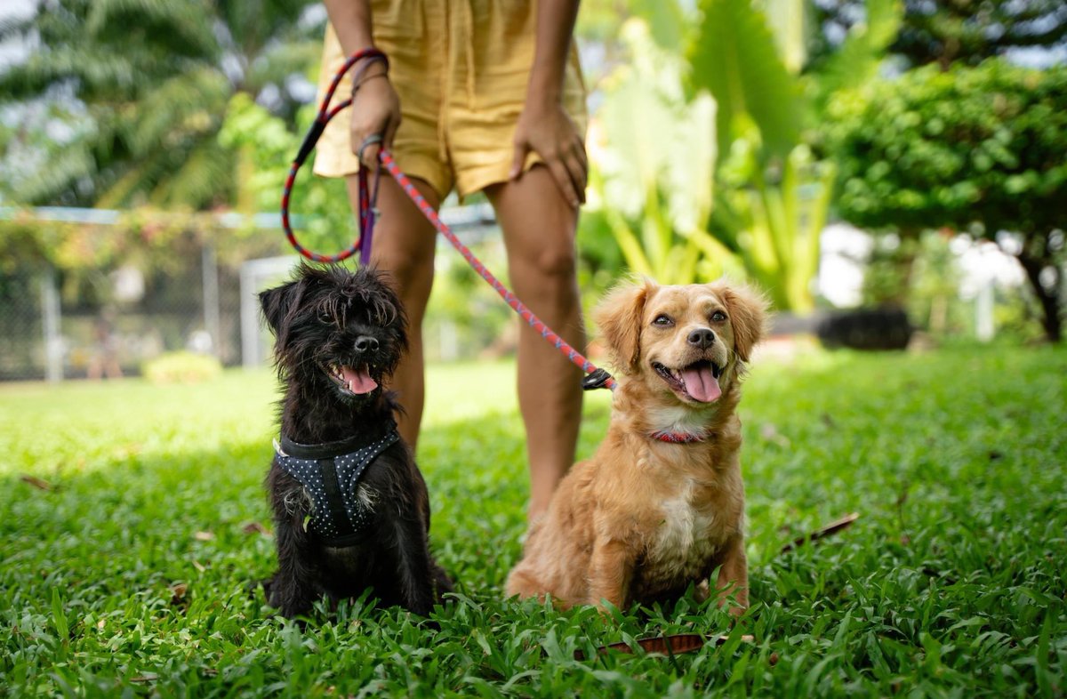 soidogusa's tweet photo. In the spirit of giving thanks, we want to extend a HUGE amount of gratitude to all of our @SoiDogPhuket supporters❤️🐾. 

Sweet innocent doggies like Priapus and Daedalus wouldn’t be here without you🐕🐕. https://t.co/FuAIAdVzmU https://t.co/KUxCQBK31D