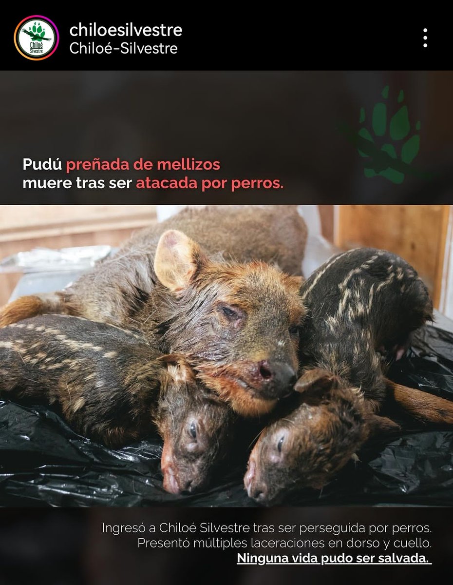 moisesgallo's tweet image. Los perros mataron a una pudú que estaba a días de dar a luz a mellizos. Llegó con vida pero ninguno pudo ser salvado.

Váyanse a la conchetumare poh, hasta cuándo la desidia. 

Como ningún político va a tener la valentía de pararse y defender de verdad nuestra vida silvestre.
