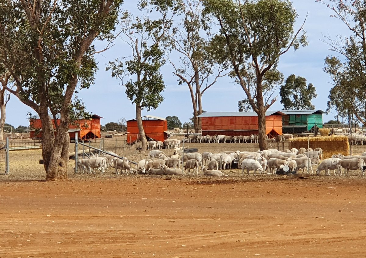 'Accelerated Breeding Program Delivers Wins for St George Producer'
Click here to read the full article from the 2023 DSSA Magazine: dorper.com.au/accelerated-br…