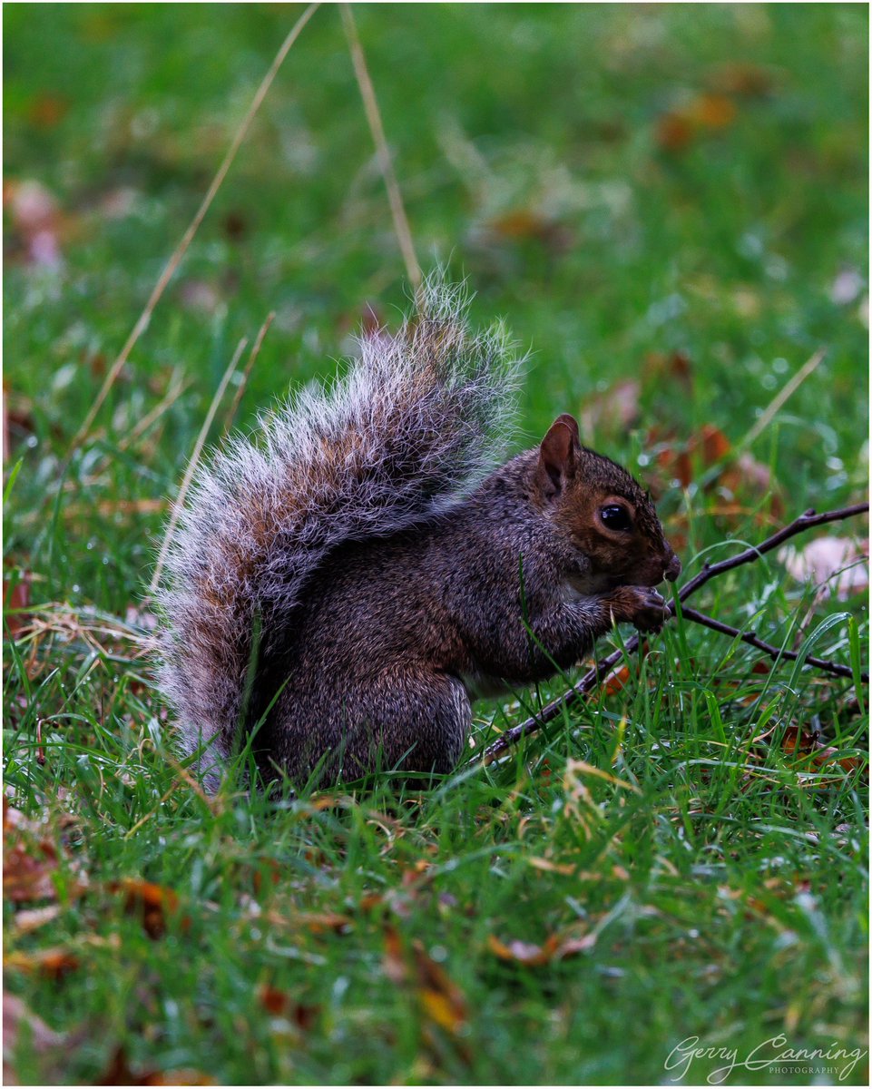 Squirrel Mc Squirrelface

#squirrel #squirrels #phoenixpark #greysquirrel #wildlife #nature #naturephotography #naturelovers #canon #canonr6  #thefullirish #irishcountryside #addictedtoireland #enjoyireland #raw_ireland