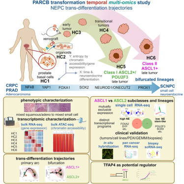 Online Now: Temporal evolution reveals bifurcated lineages in aggressive neuroendocrine small cell prostate cancer trans-differentiation dlvr.it/SzBGr0