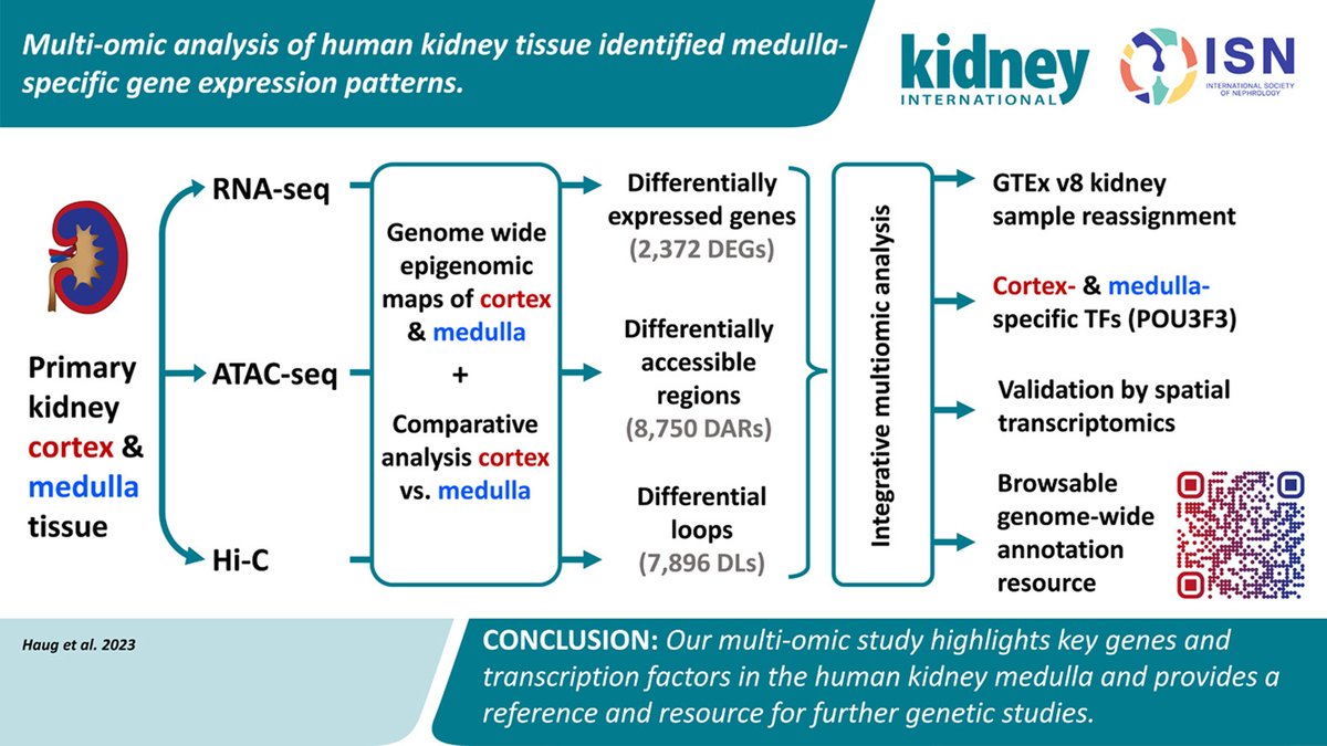 Just in time for Thanksgiving in the USA 🦃, Dr. Anna Kottgen and I are delighted to share our new study in Kidney Intl.: "Multi-omic analysis of human kidney tissue identified medulla-specific gene expression patterns". A 🧵 to whet your appetite (1/14) doi.org/10.1016/j.kint…