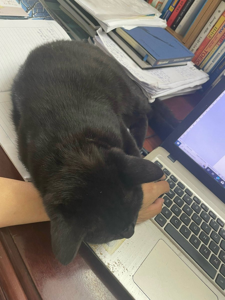 He never leme work alone 
#BlackCat #BlackCatsAreGoodLuck #AnimalTheFilm #こちらは仮のテストです
