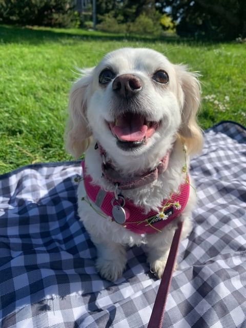 Happy #WetNoseWednesday! Meet BingBing, who is SO HAPPY to get a moment to rest on a blanket halfway through her walk around #GreenLakePark! What a cutie! Want your pup to be famous? Send pictures by direct message or to pks_info@seattle.gov with subject Wet Nose Wednesday