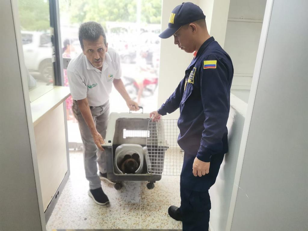 FuerzasMilCol's tweet photo. En operación de interdicción marítima en el Caribe colombiano, @ArmadaColombia incautó 550 kg de cocaína que tendrían un valor en el mercado ilegal internacional superior a los 18,5 millones de dólares, capturó 4 sujetos y rescató 3 monos aulladores. #ContundenciaOperacional https://t.co/dROx6uUNbg