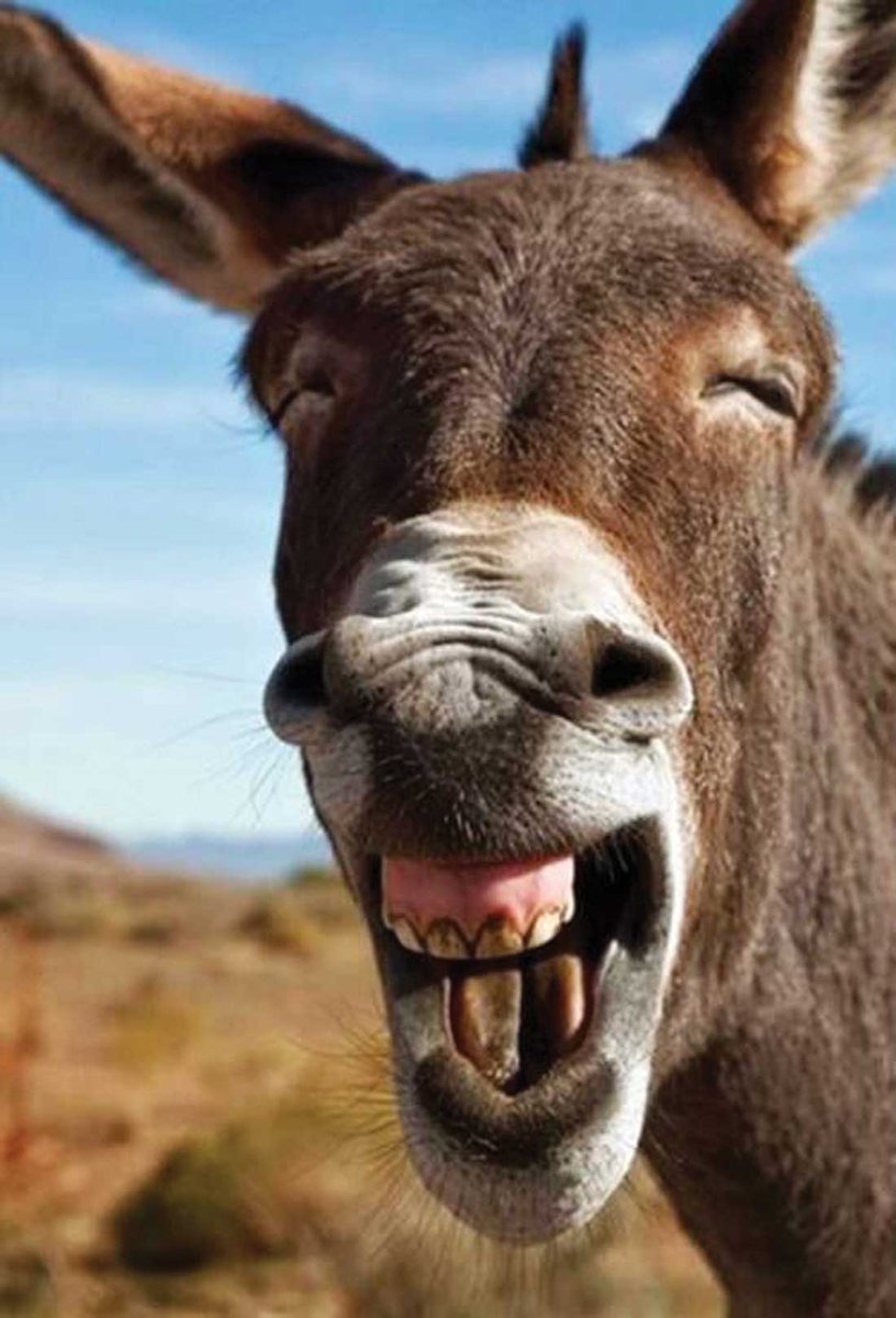 MyTardis_'s tweet image. #JasonChaffetz #jack@$$
#FoxNews 
Happy Thanksgiving! Turkey