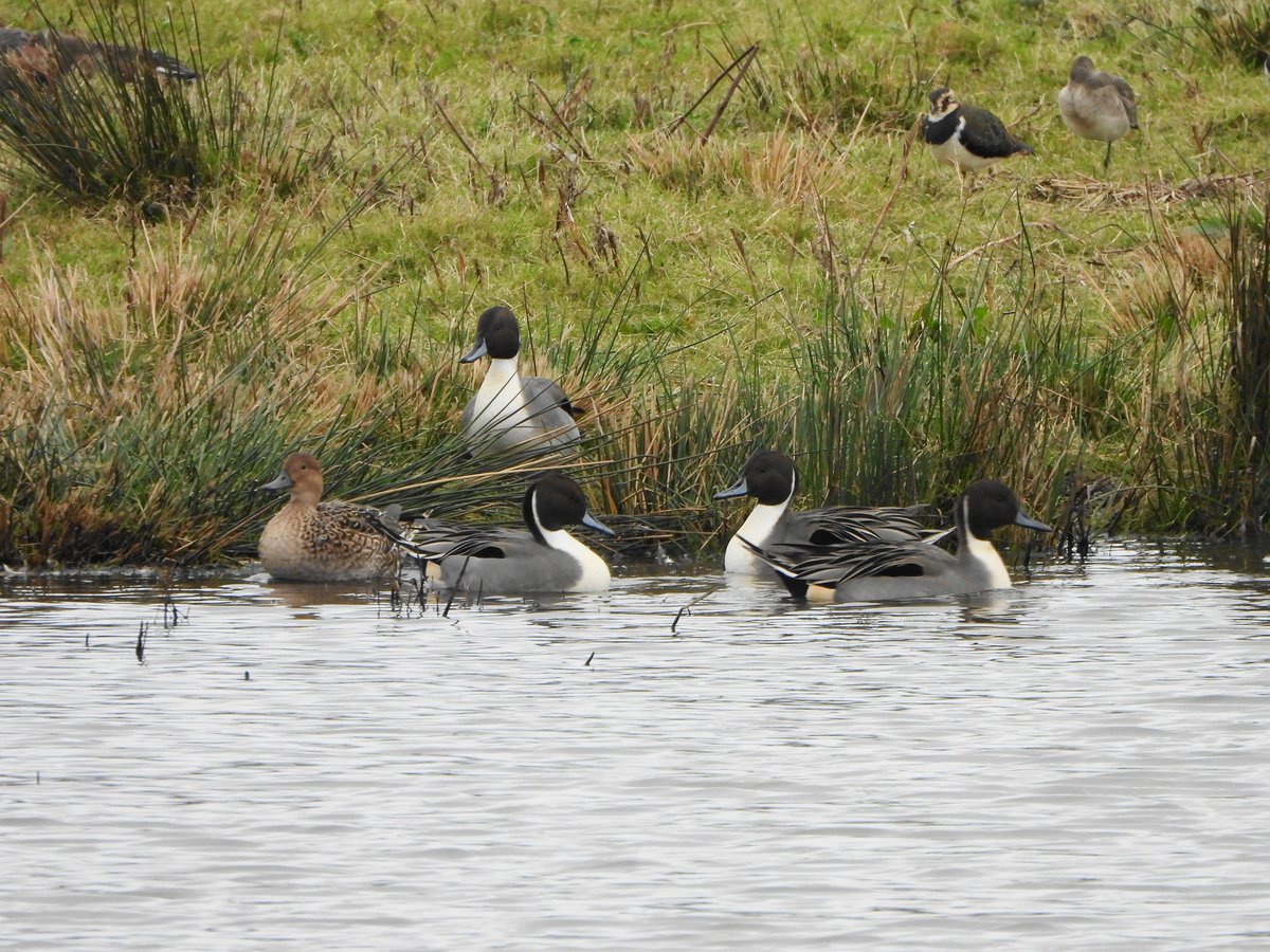 exeterbirder's tweet image. Spoonbill, 2 Ruff, 7 Greenshank,Tufted Duck, several Snipe, Black &amp;amp; Bar-tailed Godwits, Dunlin, Pintail, Shoveler, Teal, Wigeon, 2 Mistle Trush at #BowlingGreenMarsh + Several Knot, Avocet and Brent Geese from the #ViewingPlatform + several Golden Plover from the #Goatwalk today
