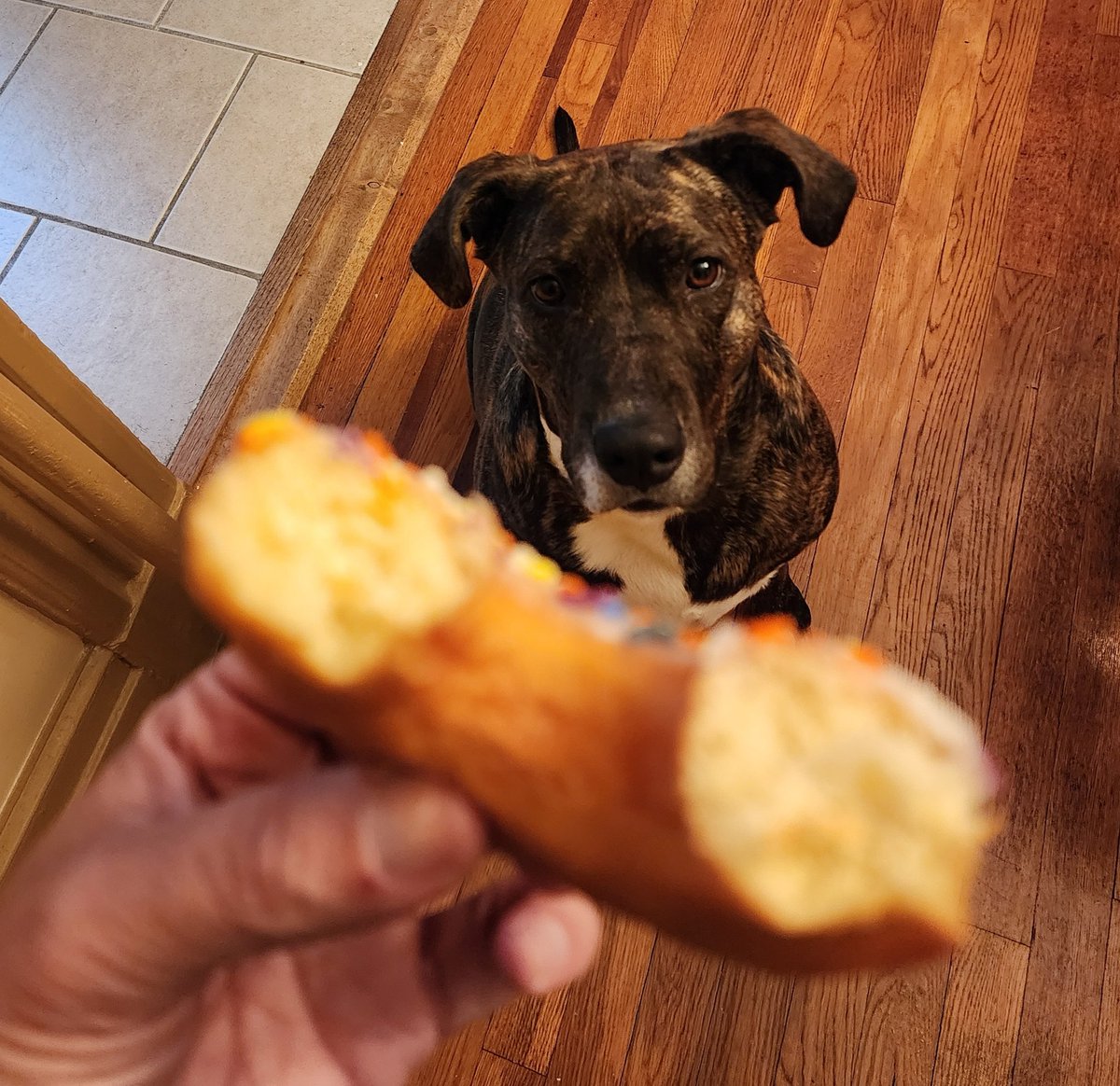eeg224's tweet photo. Dunkin' Doggo https://t.co/QcReHg9kxV