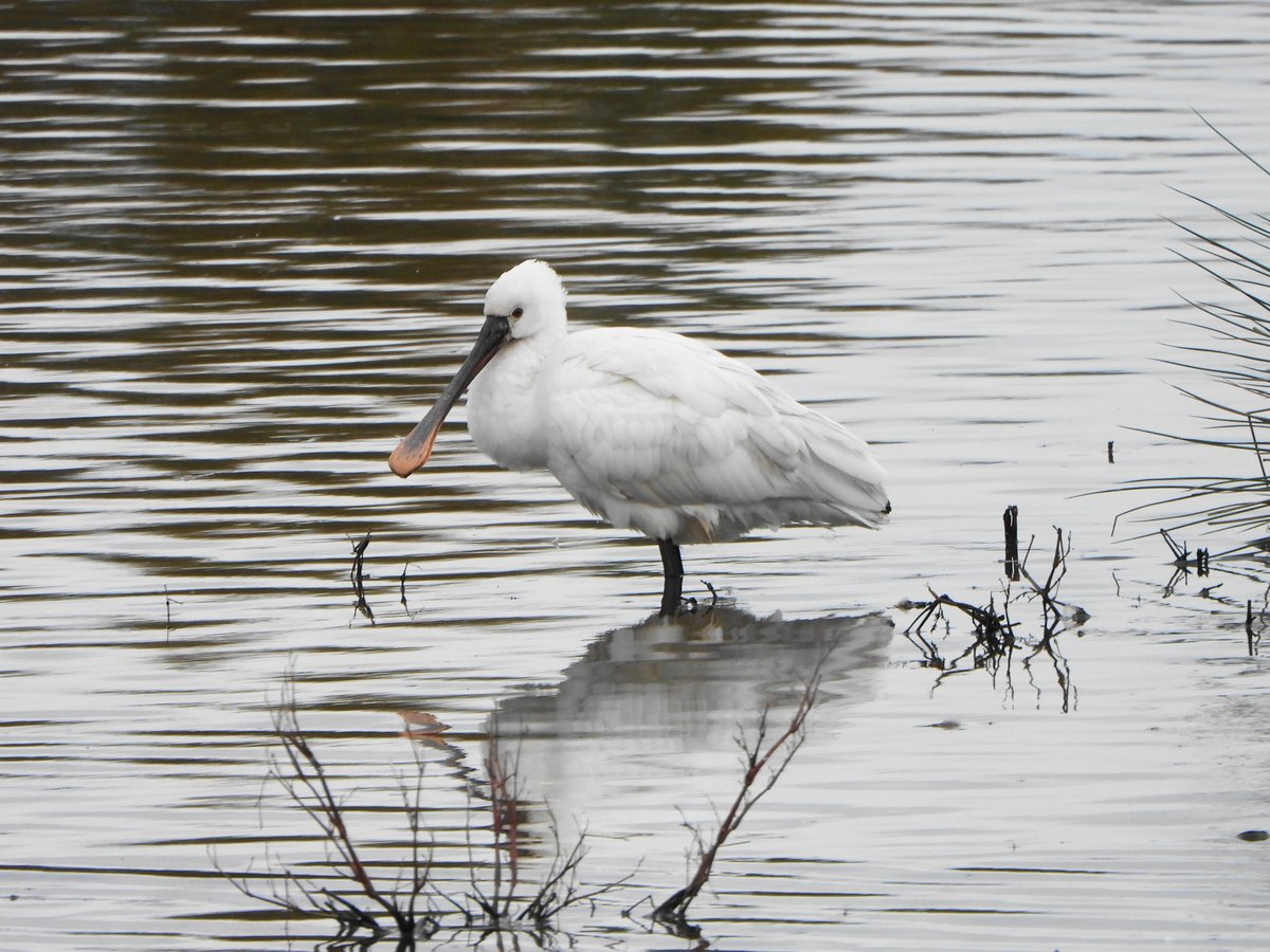 exeterbirder's tweet image. Spoonbill, 2 Ruff, 7 Greenshank,Tufted Duck, several Snipe, Black &amp;amp; Bar-tailed Godwits, Dunlin, Pintail, Shoveler, Teal, Wigeon, 2 Mistle Trush at #BowlingGreenMarsh + Several Knot, Avocet and Brent Geese from the #ViewingPlatform + several Golden Plover from the #Goatwalk today