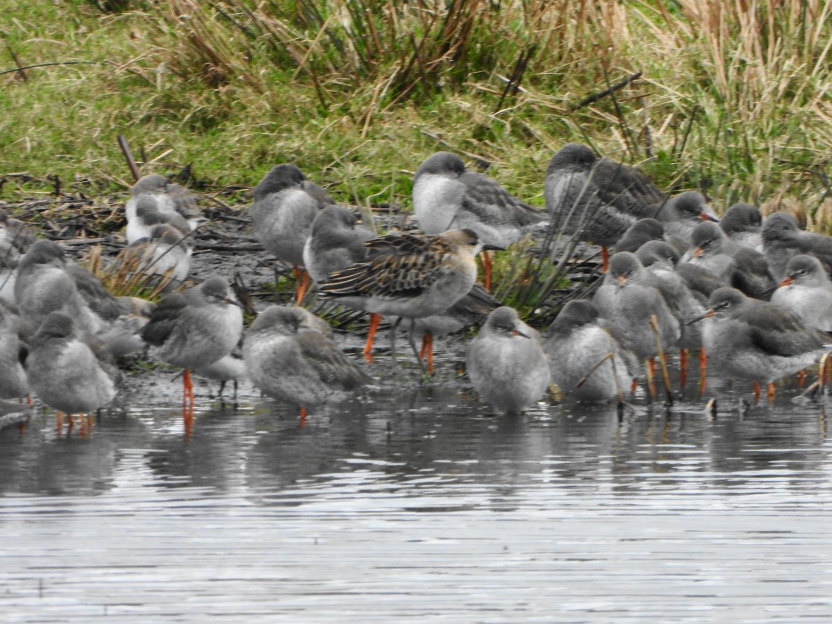 exeterbirder's tweet image. Spoonbill, 2 Ruff, 7 Greenshank,Tufted Duck, several Snipe, Black &amp;amp; Bar-tailed Godwits, Dunlin, Pintail, Shoveler, Teal, Wigeon, 2 Mistle Trush at #BowlingGreenMarsh + Several Knot, Avocet and Brent Geese from the #ViewingPlatform + several Golden Plover from the #Goatwalk today