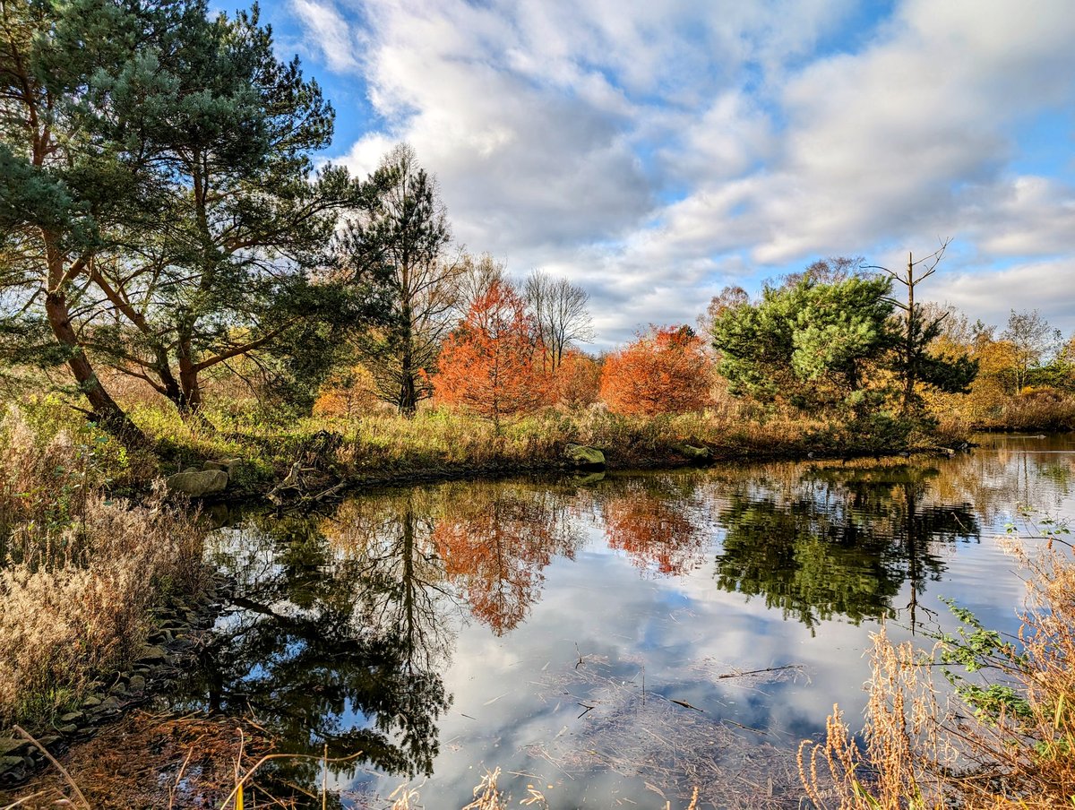 daldred007's tweet photo. Nov 22
Day 344/365
007 is out &amp; about again!
Swans enjoying water, cranes building nests, otters having lunch and autumn colours all seen yesterday @WWTMartinMere @WWTworldwide
 #atouraroundtheuk
#inspiringadventures
#Martinmere #wildfowl #AutumnColours #wildfowlandwetlandtrust https://t.co/9KRCmhFI2N