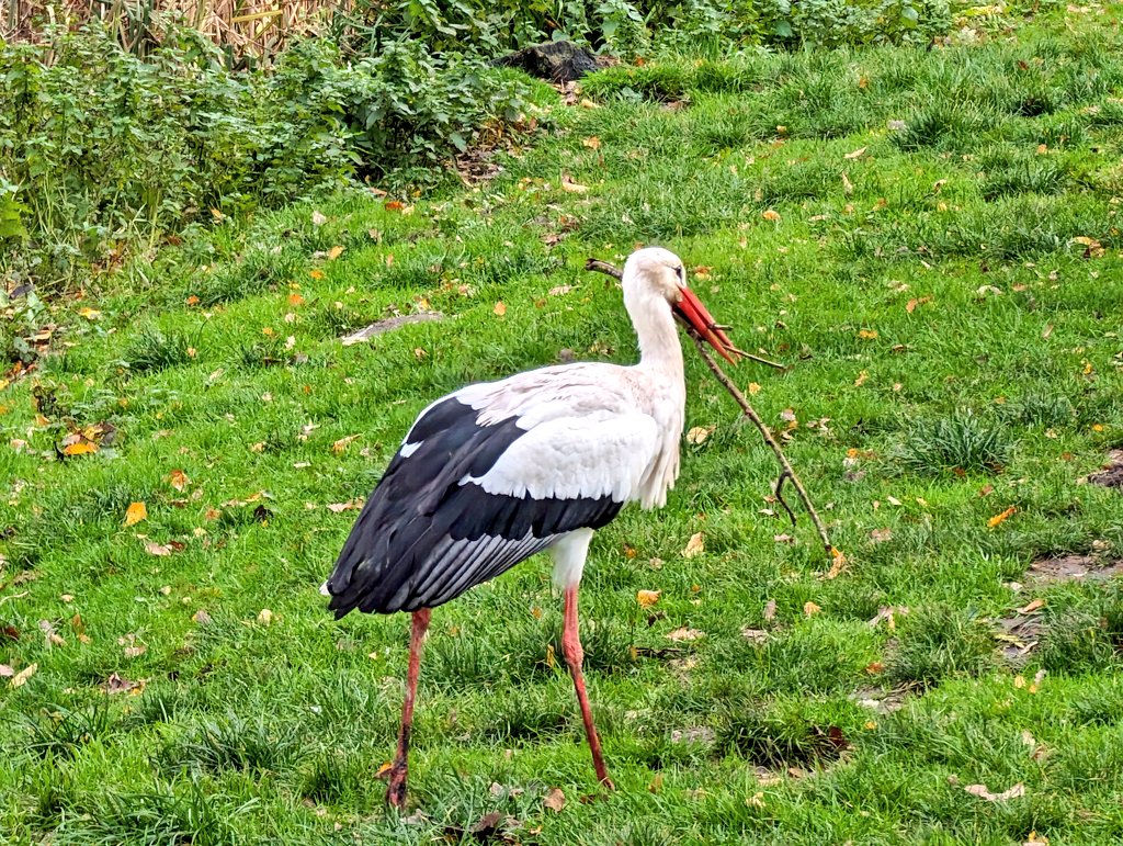 daldred007's tweet photo. Nov 22
Day 344/365
007 is out &amp; about again!
Swans enjoying water, cranes building nests, otters having lunch and autumn colours all seen yesterday @WWTMartinMere @WWTworldwide
 #atouraroundtheuk
#inspiringadventures
#Martinmere #wildfowl #AutumnColours #wildfowlandwetlandtrust https://t.co/9KRCmhFI2N