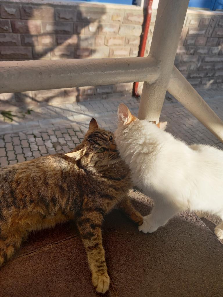 Kediler bile kavustu😽🫶🏻