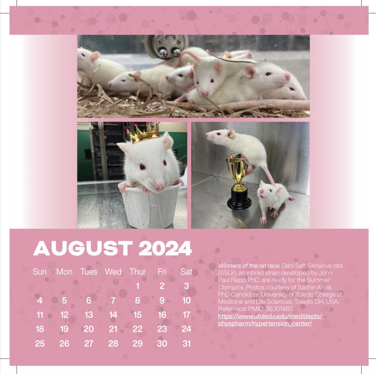 Some of my clicks have been included in the 2024 RGD Calendar. Calendar link: download.rgd.mcw.edu/data_release/H…