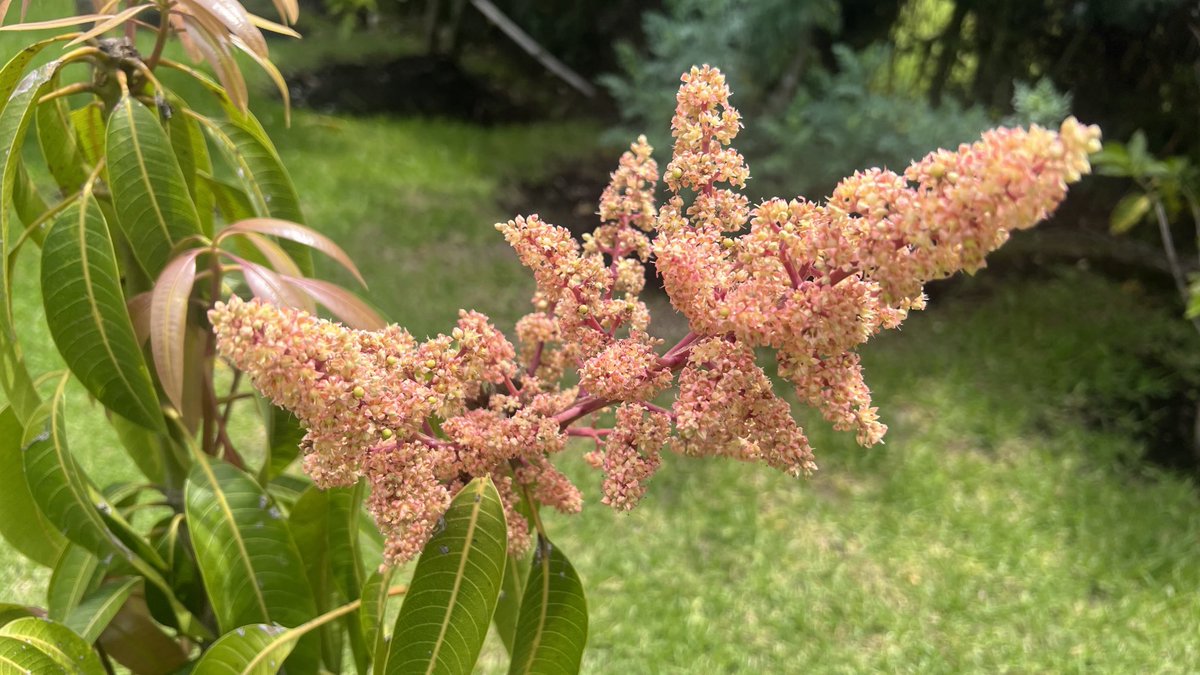 Flor de mango 🥭