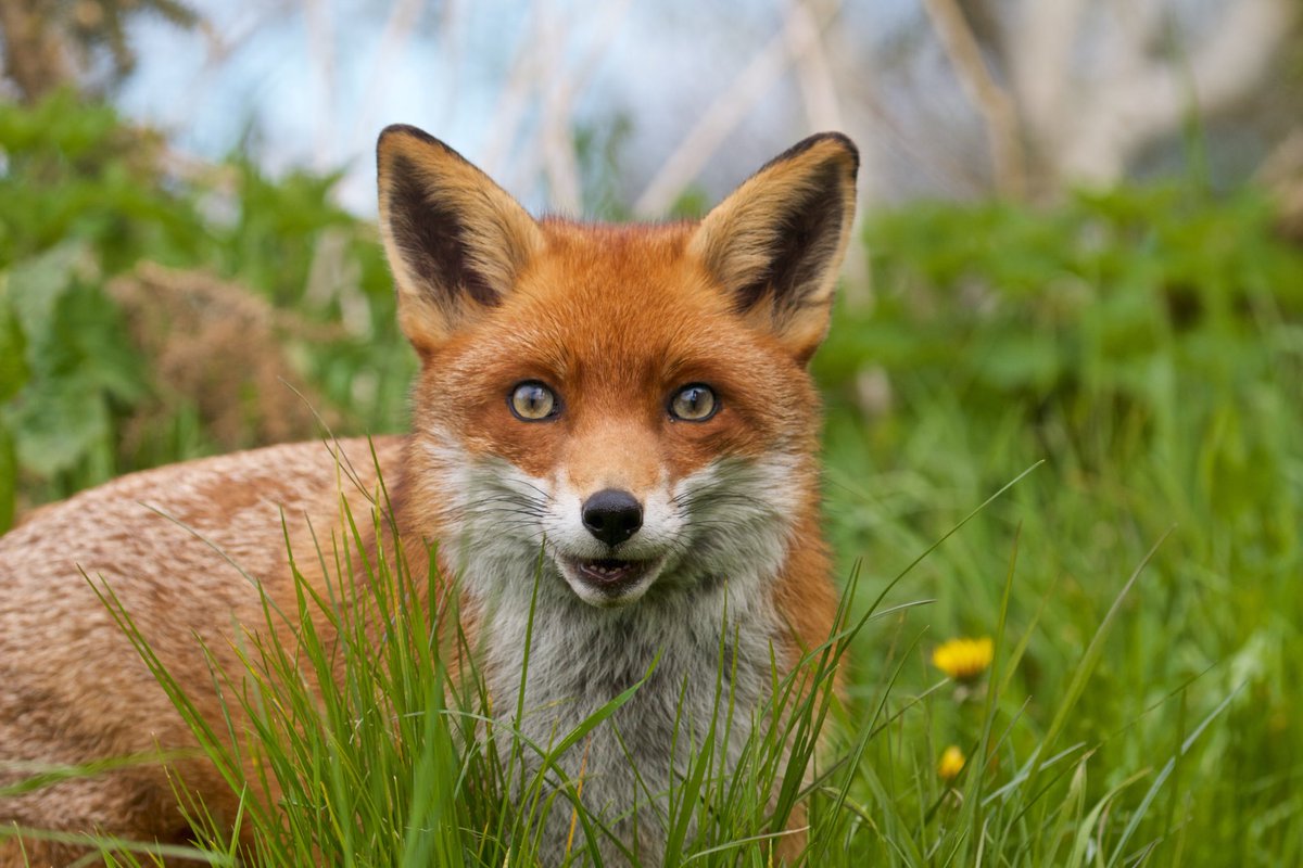 #foxoftheday ⁦@ChrisGPackham⁩ Remembering Flo the gorgeous smiling fox that lived at ⁦@BWCtweets⁩ Magic in those eyes, a sweet soul