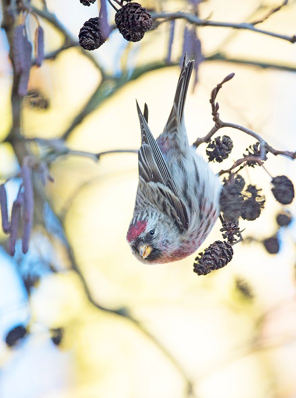 Er zijn weer mooie aantallen grote barmsijs in ons land. In 2018 had ik deze al eens fraai voor de lens toen een groep van 50 stuks de tuin dagelijks bezocht. @vogelnieuws