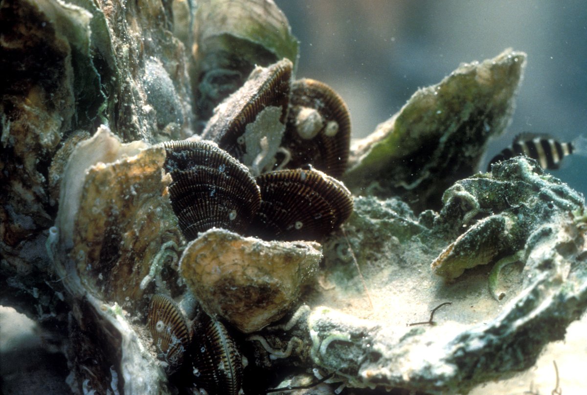 TPWDnews's tweet image. Texas Parks and Wildlife is closing oyster harvest areas TX-1 and TX-5 in Galveston Bay effective beginning 12:01 a.m. Nov. 27, 2023.

Other areas remain open for public oyster harvest.

Read more ➡️ tpwd.texas.gov/newsmedia/rele…