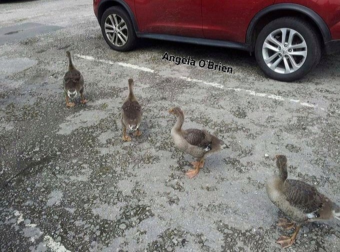 Goslings demonstrating 'perfect parking' at Knowsley Safari Park car park! 😊🥰 A perfect reminder for visitors to park within the white lines. @KnowsleySafari