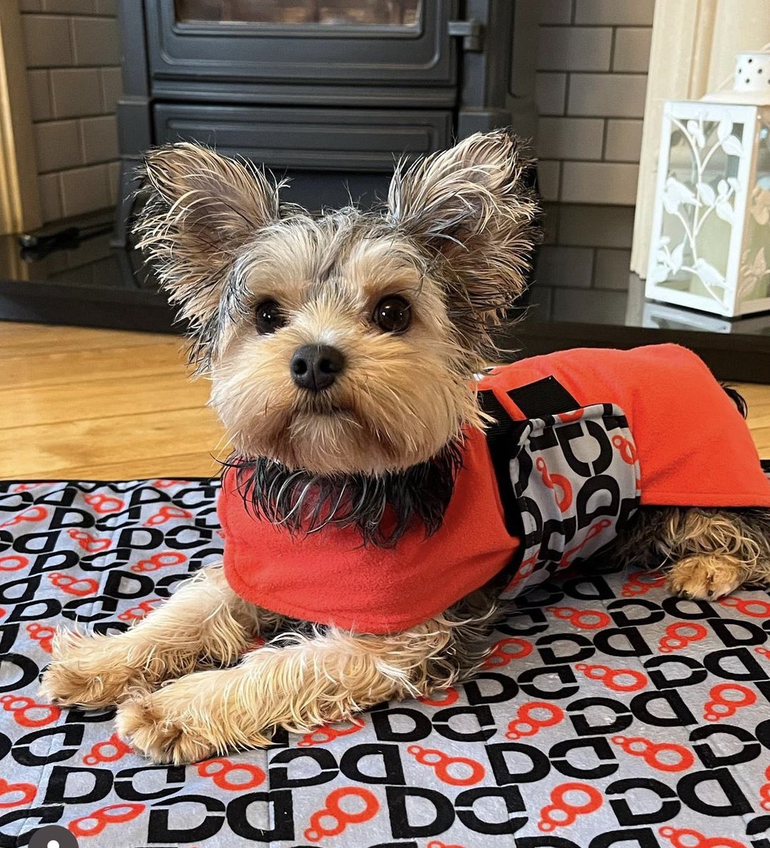 Cuteness alert 🥰
This is Finlay after his bath 🛀 
He reviewed our drying robes, travel beds and drying mitts. 
And wow, what a positive review and cuteness overload. 
instagram.com/westofirelandp…
#greenfriday #irishgifts #ShopHERfy