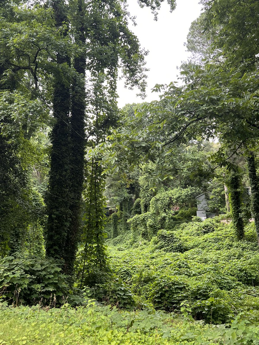 ebonically intelligent papi 🌻 tweet media