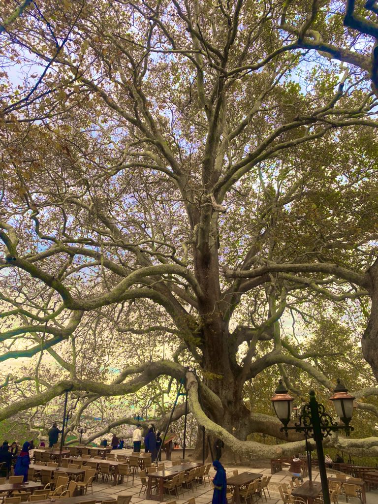 Bursa ulu cinar. Nasıl çekmişim.?📸 🫠