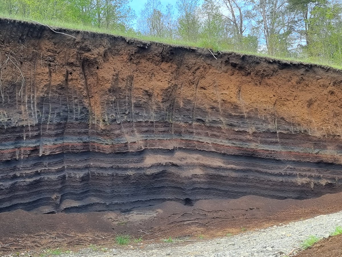 And another beauty.... volcanic soil over some very meteorized metamorphic parent material near #huerquehue #chile national park.... with what it looks like a giant cat claw marks #soil #WorldSoilDay