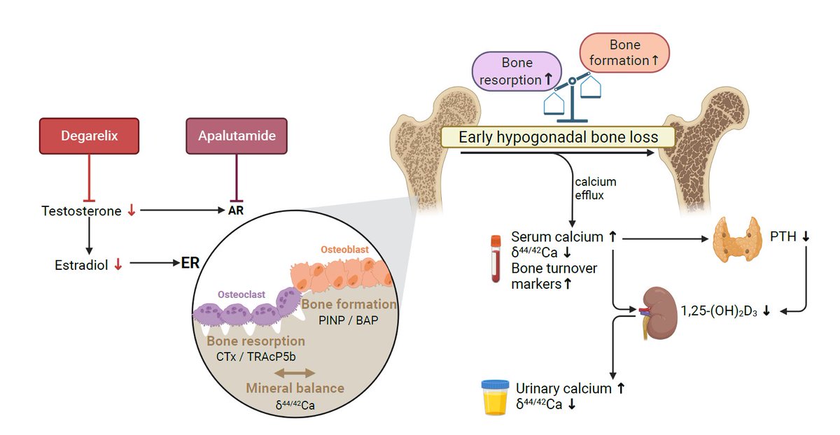 Karel David (@kareldavid_) on Twitter photo Happy to see our work highlighted during this #Movember month! Don't forget the impact of #androgendeprivation on #bone in #prostatecancer patients! bit.ly/3G3LKkd
Great collaboration with our urology department <a href="/devos_gaetan/">Gaëtan Devos</a> <a href="/WoutDevlies/">Wout Devlies</a> <a href="/joniau/">steven joniau</a>
👇👇👇 Happy to see our work highlighted during this #Movember month! Don't forget the impact of #androgendeprivation on #bone in #prostatecancer patients! bit.ly/3G3LKkd
Great collaboration with our urology department <a href="/devos_gaetan/">Gaëtan Devos</a> <a href="/WoutDevlies/">Wout Devlies</a> <a href="/joniau/">steven joniau</a>
👇👇👇