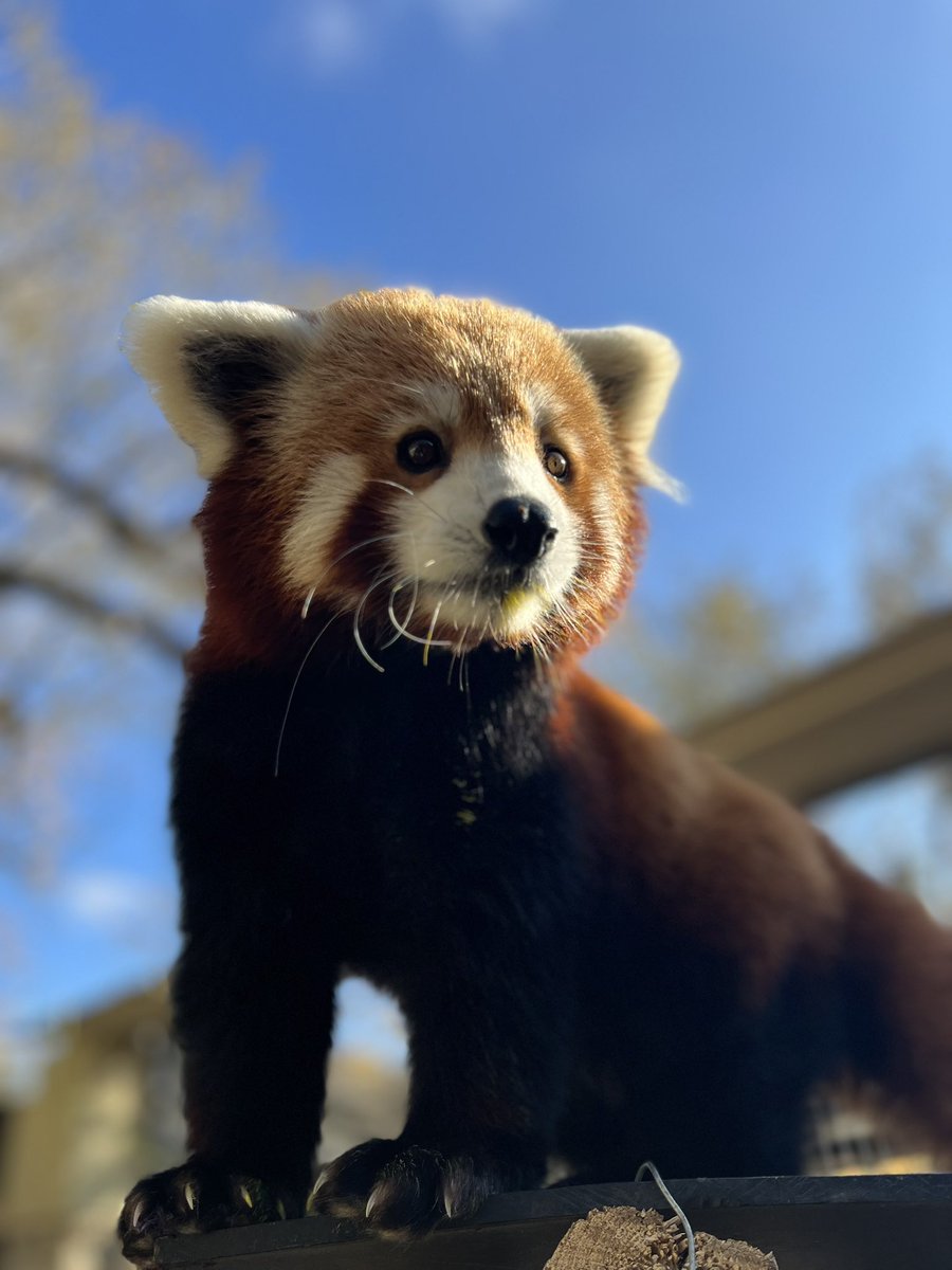 Keeping our sights on the long weekend 👀 

Sunset Zoo is closed to the public on 11/23 &amp; 11/24 in observance of the Thanksgiving holiday. Normal operating hours resume 11/25 with Santa’s Luminary Trail on 11/25 &amp; 11/26.🎅🎄