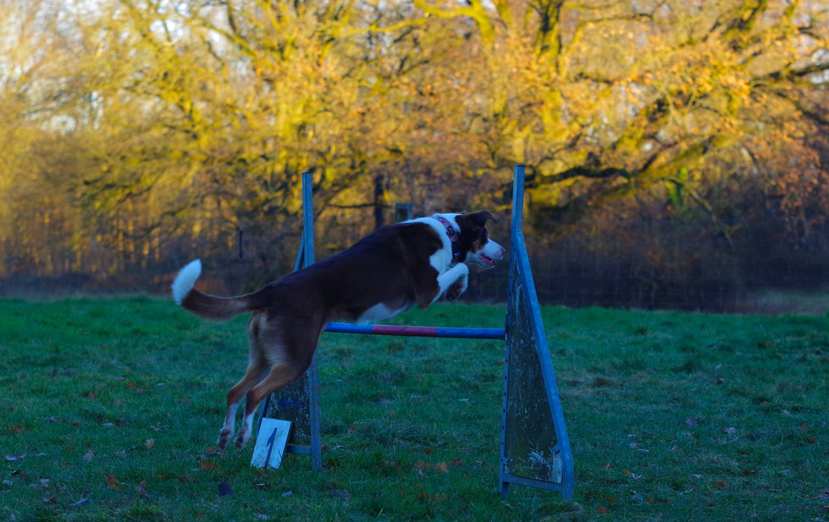 AMY_WORDS's tweet photo. Today i started some light training again. 
Even the trees were on fire. 🔥

#Dogs #Agilty #Music #TheCure #aForest #NOSE https://t.co/kGqDYSyjwj