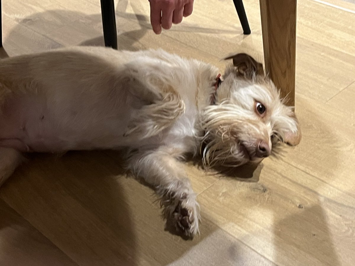 Як людина, яка бачила скільки етапів виробництва проходить подушка для 1 пальця біонічного протеза 

Показую собаку. Бо більше нема сил