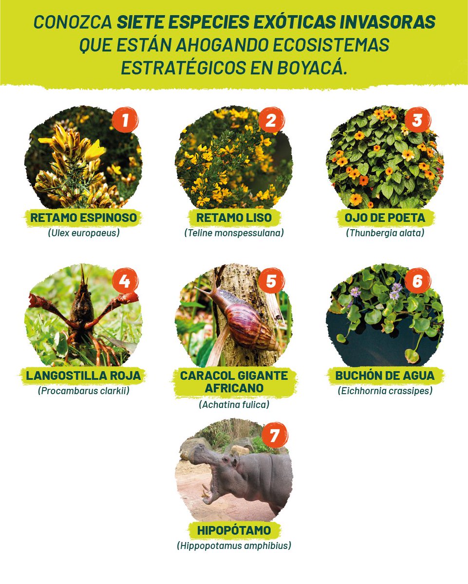 Conozca siete especies exóticas invasoras que están ahogando ecosistemas estratégicos en Boyacá.

is.gd/4IJI6T