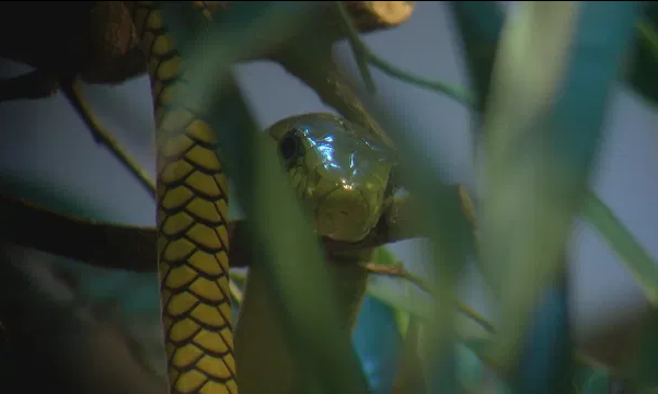 Local12's tweet photo. An "extremely venomous" two-meter-long green mamba snake has escaped from its owner and is on the loose, prompting police to tell residents to stay inside.

https://t.co/fQZq5phU1a https://t.co/PjmAggak26
