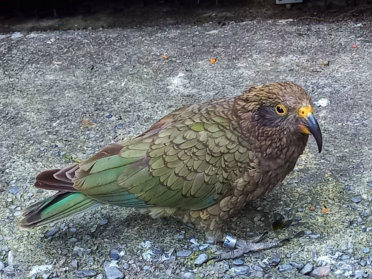 ellenparrots's tweet photo. A colleague of mine is now traveling through New Zealand 🇳🇿 and visited Arthurs pass and Milford sound and thought of me sending me these photos!! #newzealand #milfordsound #arthurspass #alpineparrot #kea https://t.co/rEWc8rs5dr