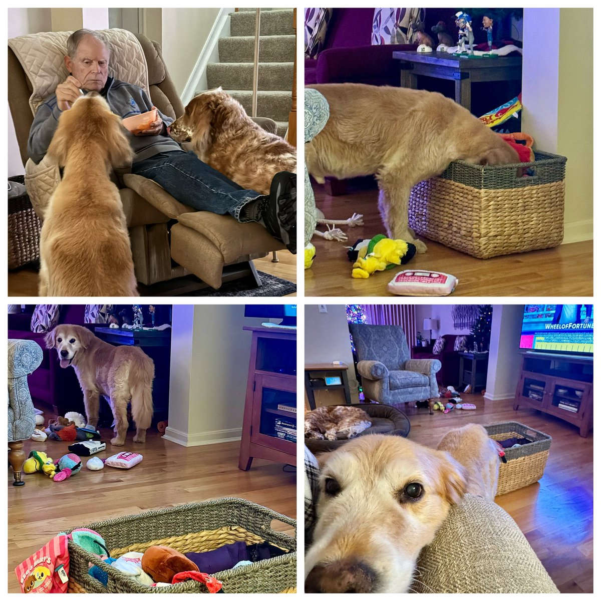 Kristen Famiano (@kfam) on Twitter photo #GunnerTheDog getting spoiled today in KY and enjoying all the toys
<a href="/RomeoAcadCoach/">Rich Boggio</a> <a href="/mrsmathbog/">Jennifer Boggio</a> #GunnerTheDog getting spoiled today in KY and enjoying all the toys
<a href="/RomeoAcadCoach/">Rich Boggio</a> <a href="/mrsmathbog/">Jennifer Boggio</a>