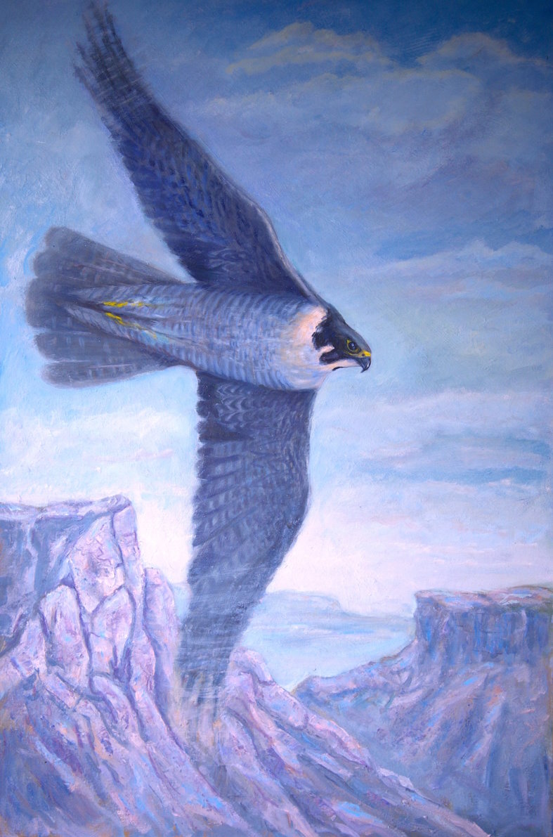 Norman Nelson's experiences training Golden Eagles for falconry and motion pictures inspired 16 paintings of birds of prey: normannelsonarts.com #PaintingsOfBirds #PaintingsOfEagles #PaintingsOfFalcons #PaintingsOfHawks #WildlifeArt #WildlifePaintings #BirdsOfPrey #falconry