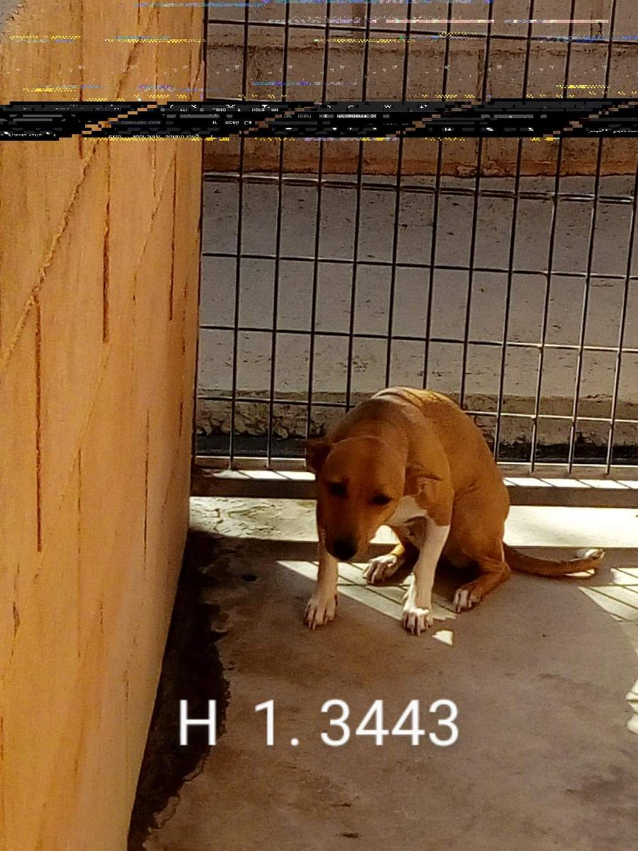 Un número esta pobre criatura que aterrada 
Un número encogido de miedo y de tristeza 💔 😢
Perrera de Lucena, Córdoba
sosperreralucena.cordoba@gmail.com
😢 🆘 📢 📢 📢 📢 📢