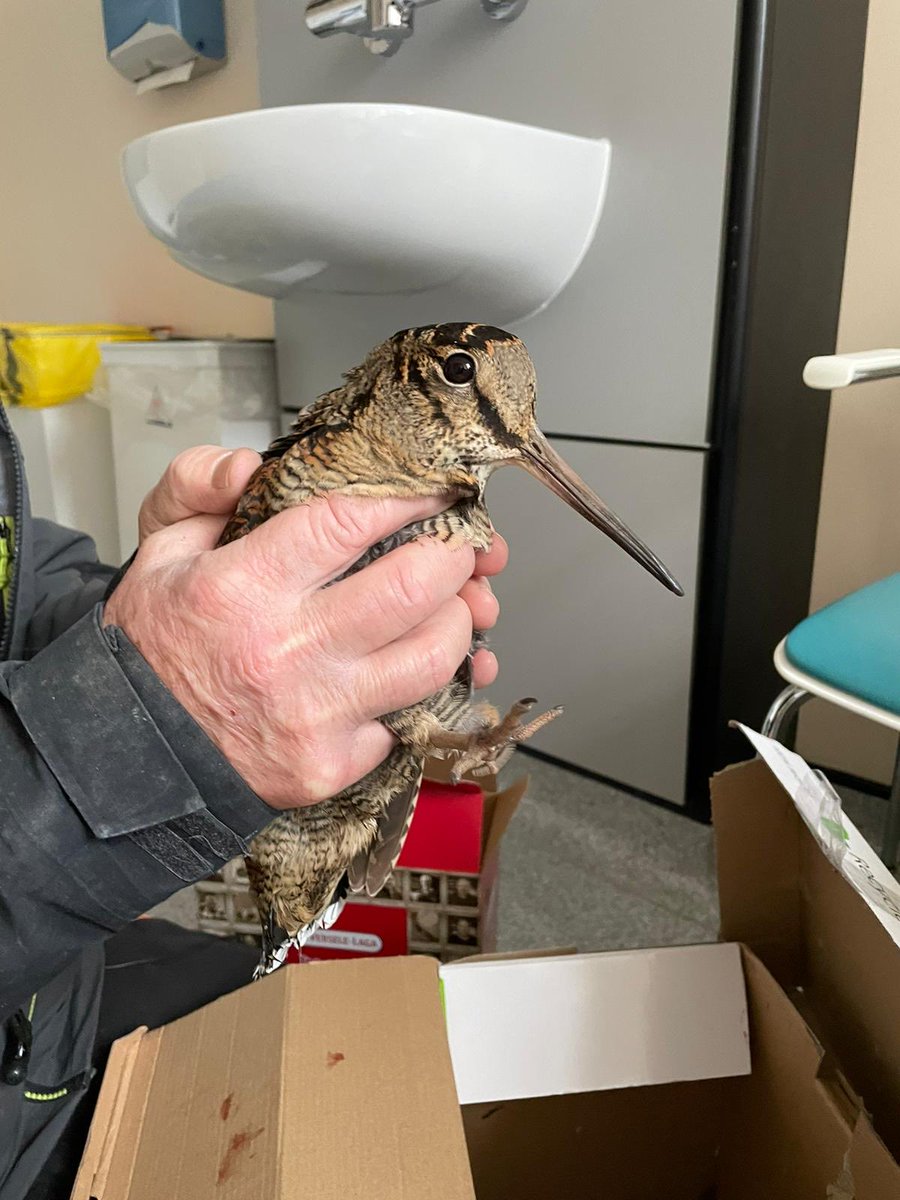 LWP_BirdRescue's tweet image. Look at this beauty found by Jac 🙏🏻✨ she was found grounded in east London today but the wonderful Jac brought her to us 💚✨#woodcock #migratorybirds