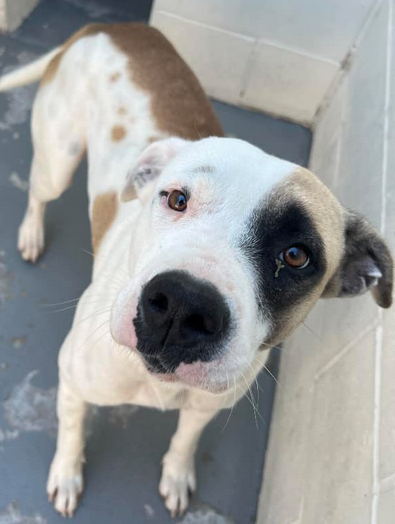 📢RETWEET FREE 📢Pretty woman, THEODOSIA 2y/o #A361489 TBK #TX 11/30. Initially fearful she's blossomed into a social pup demanding as much love as possible. Staff LOVE her but won't hesitate to kill if we don't find her family fast♥️🙏
#PLEDGE #ADOPT #FOSTER #CorpusChristiTX